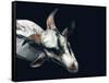 Vector Polygonal Goat Illustration.-Kundra-Framed Stretched Canvas