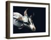 Vector Polygonal Goat Illustration.-Kundra-Framed Art Print