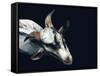 Vector Polygonal Goat Illustration.-Kundra-Framed Stretched Canvas