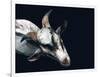 Vector Polygonal Goat Illustration.-Kundra-Framed Art Print