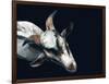 Vector Polygonal Goat Illustration.-Kundra-Framed Art Print