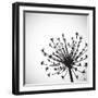 Vector Wild Herb Umbrella-Vaver Anton-Framed Photographic Print