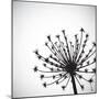 Vector Wild Herb Umbrella-Vaver Anton-Mounted Photographic Print