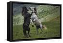 Framed Canvas