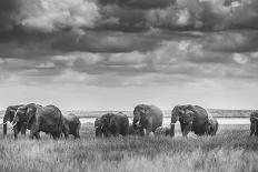 Elephant family-Vedran Vidak-Photographic Print