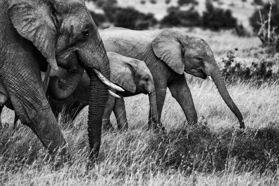 Photographic Print, , large