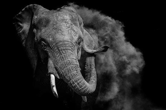 Photographic Print, , large