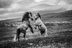 Black and White-Vedran Vidak-Photographic Print