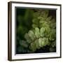 Vega III-Irene Suchocki-Framed Giclee Print