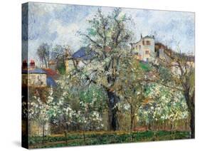 Vegetable Garden and Trees in Blossom, Spring, Pontoise-Camille Pissarro-Stretched Canvas