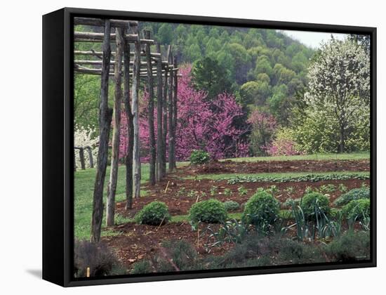 Vegetable Garden at Monticello, Thomas Jefferson's Home in Charlottesville, Virginia-null-Framed Stretched Canvas