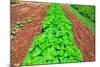 Vegetable garden at Thomas Jefferson's Monticello in Charlottesville Virginia-null-Mounted Photographic Print