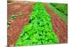 Vegetable garden at Thomas Jefferson's Monticello in Charlottesville Virginia-null-Mounted Photographic Print