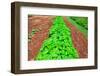 Vegetable garden at Thomas Jefferson's Monticello in Charlottesville Virginia-null-Framed Photographic Print