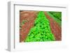 Vegetable garden at Thomas Jefferson's Monticello in Charlottesville Virginia-null-Framed Photographic Print