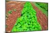 Vegetable garden at Thomas Jefferson's Monticello in Charlottesville Virginia-null-Mounted Photographic Print