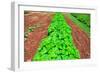 Vegetable garden at Thomas Jefferson's Monticello in Charlottesville Virginia-null-Framed Photographic Print