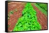 Vegetable garden at Thomas Jefferson's Monticello in Charlottesville Virginia-null-Framed Stretched Canvas