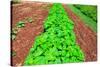 Vegetable garden at Thomas Jefferson's Monticello in Charlottesville Virginia-null-Stretched Canvas