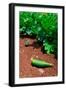 Vegetable garden at Thomas Jefferson's Monticello in Charlottesville Virginia-null-Framed Photographic Print