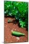 Vegetable garden at Thomas Jefferson's Monticello in Charlottesville Virginia-null-Mounted Photographic Print