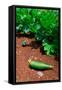 Vegetable garden at Thomas Jefferson's Monticello in Charlottesville Virginia-null-Framed Stretched Canvas