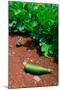 Vegetable garden at Thomas Jefferson's Monticello in Charlottesville Virginia-null-Mounted Photographic Print