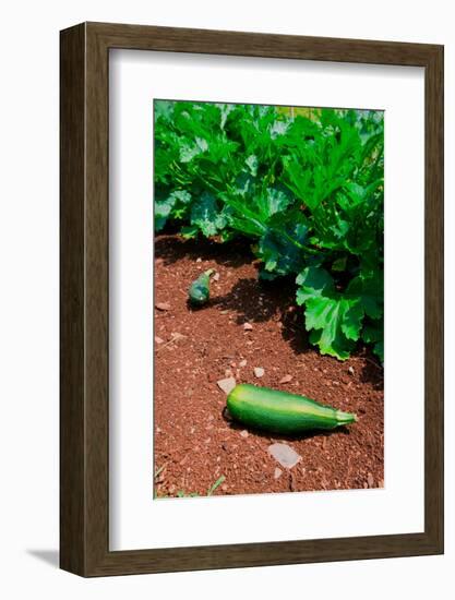 Vegetable garden at Thomas Jefferson's Monticello in Charlottesville Virginia-null-Framed Photographic Print