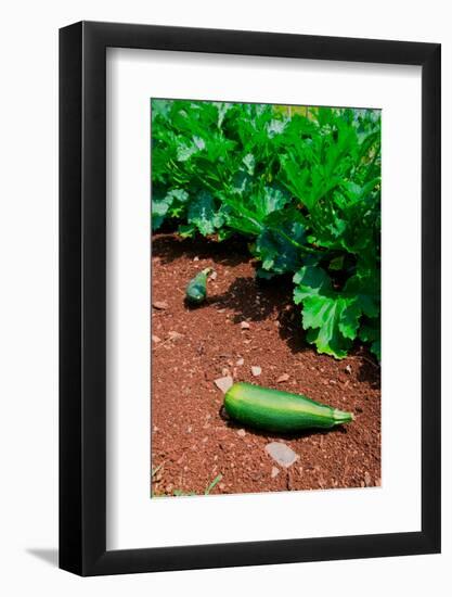 Vegetable garden at Thomas Jefferson's Monticello in Charlottesville Virginia-null-Framed Photographic Print