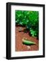 Vegetable garden at Thomas Jefferson's Monticello in Charlottesville Virginia-null-Framed Photographic Print