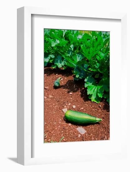 Vegetable garden at Thomas Jefferson's Monticello in Charlottesville Virginia-null-Framed Photographic Print