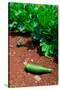 Vegetable garden at Thomas Jefferson's Monticello in Charlottesville Virginia-null-Stretched Canvas