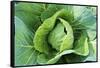 Vegetable Garden-Gary Carter-Framed Stretched Canvas