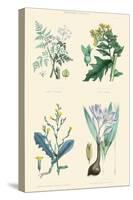 Vegetable Poisons. Common Hemlock, Henbane, Strong Scented Lettuce, Meadow Saffron-William Rhind-Stretched Canvas