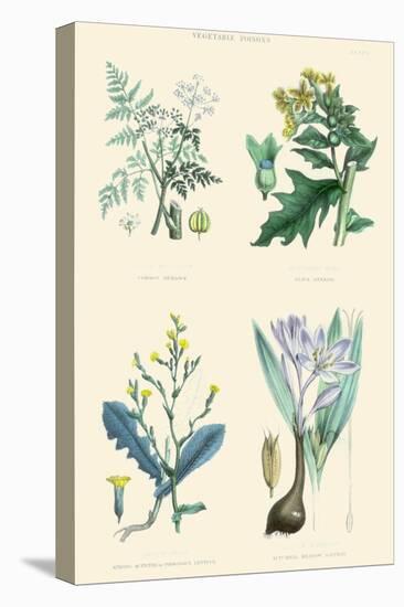 Vegetable Poisons. Common Hemlock, Henbane, Strong Scented Lettuce, Meadow Saffron-William Rhind-Stretched Canvas