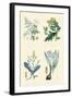 Vegetable Poisons. Common Hemlock, Henbane, Strong Scented Lettuce, Meadow Saffron-William Rhind-Framed Art Print