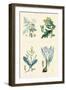 Vegetable Poisons. Common Hemlock, Henbane, Strong Scented Lettuce, Meadow Saffron-William Rhind-Framed Art Print