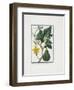 Vegetable Print, from Hortus Romanus, Vol. I or II?, 1772-1793-Giorgio Bonelli-Framed Giclee Print