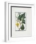 Vegetable Print, from Hortus Romanus, Vol. I or II?, 1772-1793-Giorgio Bonelli-Framed Giclee Print