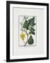 Vegetable Print, from Hortus Romanus, Vol. I or II?, 1772-1793-Giorgio Bonelli-Framed Giclee Print