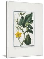 Vegetable Print, from Hortus Romanus, Vol. I or II?, 1772-1793-Giorgio Bonelli-Stretched Canvas