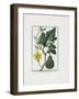 Vegetable Print, from Hortus Romanus, Vol. I or II?, 1772-1793-Giorgio Bonelli-Framed Giclee Print