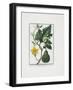 Vegetable Print, from Hortus Romanus, Vol. I or II?, 1772-1793-Giorgio Bonelli-Framed Giclee Print