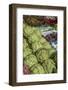 Vegetables at outdoor market, Honfleur, Normandy, France-Lisa S. Engelbrecht-Framed Photographic Print