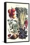 Vegetables; Beet, Hot Peppers, Celery, Tomatoes, and Peas in Pods-Philippe-Victoire Leveque de Vilmorin-Framed Stretched Canvas