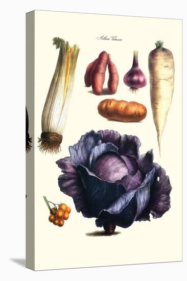 Vegetables; Cabbage, Celery, Yam, Potato, Onion, Tomato, Horse Raddish-Philippe-Victoire Leveque de Vilmorin-Stretched Canvas