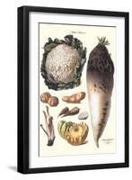 Vegetables: Califlower, Gourds, Potato, Onion,-Philippe-Victoire Leveque de Vilmorin-Framed Art Print