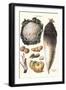 Vegetables: Califlower, Gourds, Potato, Onion,-Philippe-Victoire Leveque de Vilmorin-Framed Art Print
