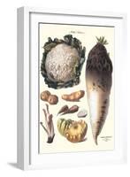 Vegetables: Califlower, Gourds, Potato, Onion,-Philippe-Victoire Leveque de Vilmorin-Framed Art Print