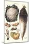 Vegetables: Califlower, Gourds, Potato, Onion,-Philippe-Victoire Leveque de Vilmorin-Mounted Art Print